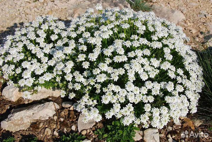 Растения для альпийской горки