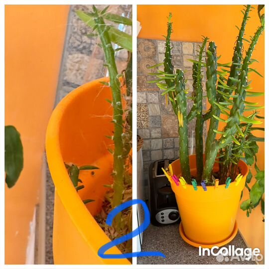 Кактусы,комнатные растения