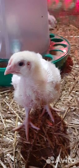 Бройлер подрощееный