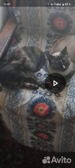 Потерялись кошки