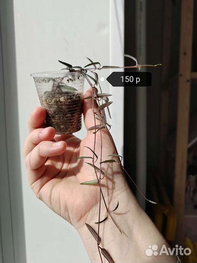 Комнатные растения