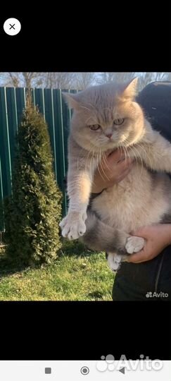 Британский кот
