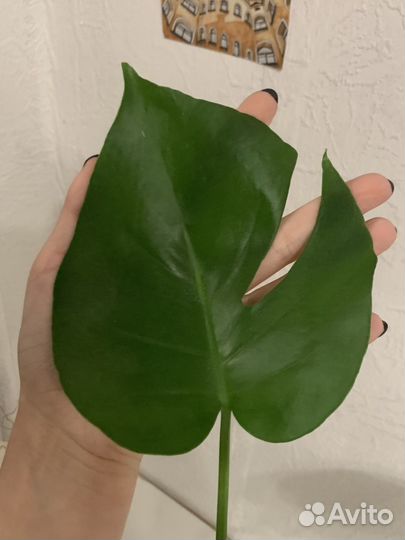 Монстера, целое растение