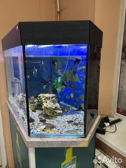 Аквариум с тумбой 220 литров