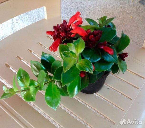 Эсхинантус Лобба красный