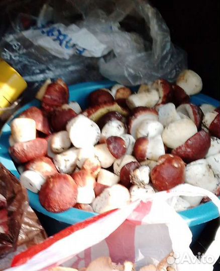 Продам белые грибы