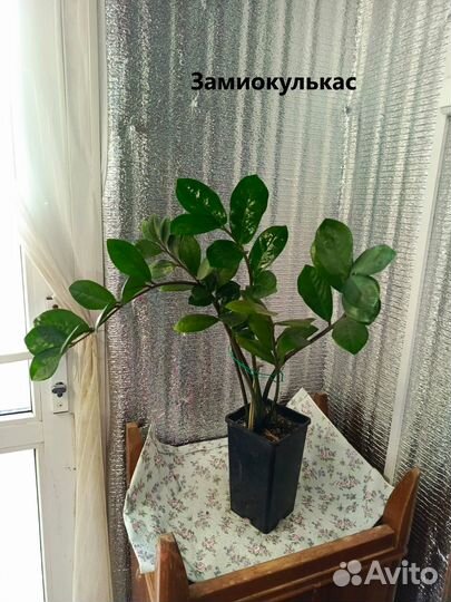 Комнатные растения