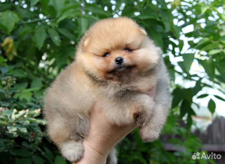 Померанский шпиц. Щенки с родословной. Все окрасы