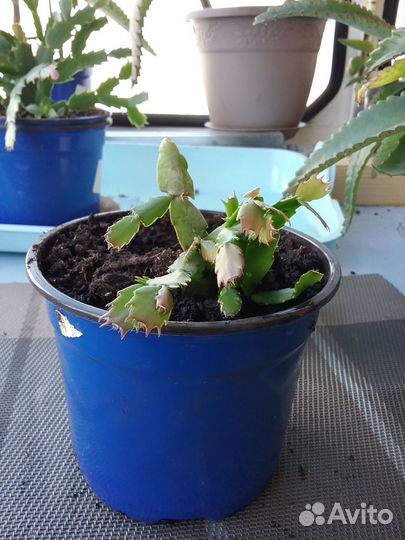 Денежное дерево толстянка крассула