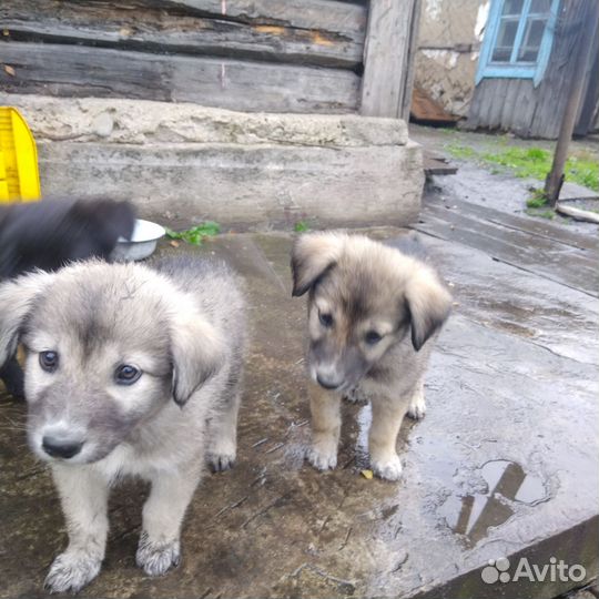 Щенки кавказской овчарки