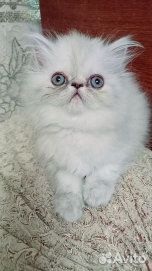Персидская гималайская