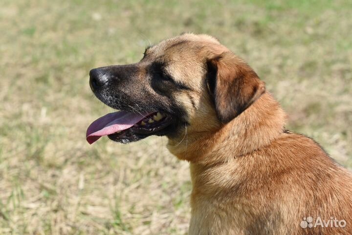 Собака Мелани из приюта в добрые руки бесплатно