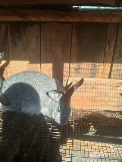 Кролики самки