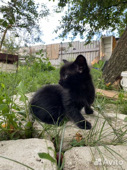 Котята ищут дом