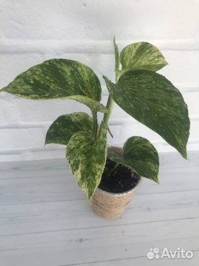 Эпипремнум, филодендрон