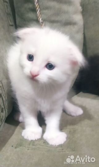 Отдам беслатно котят в добрые руки