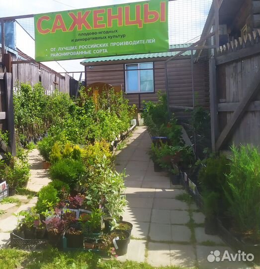 Продам саженцы плодово-ягодных культур