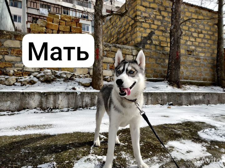 Щенки сибирской хаски