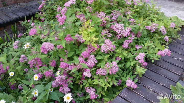 Многолетние цветы и цветущие кустарники