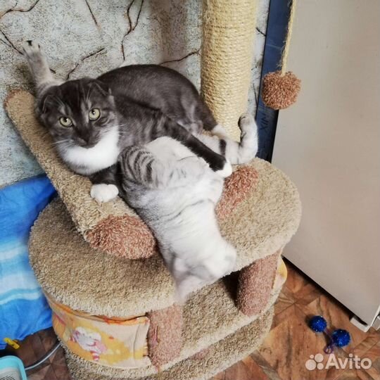 Котята шотландские вислоухие