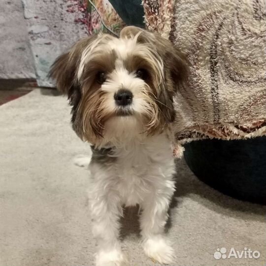 Маленькая собака