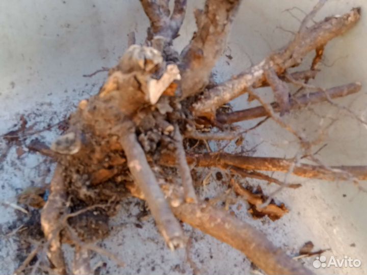 Шиповник рассада