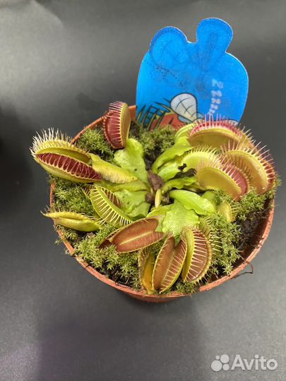 Растение мухоловка