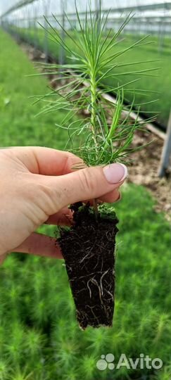 Сеянцы ели зкс оптом