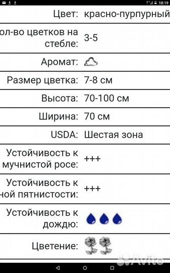 Роза Леонардо до Винчи ред флорибунда