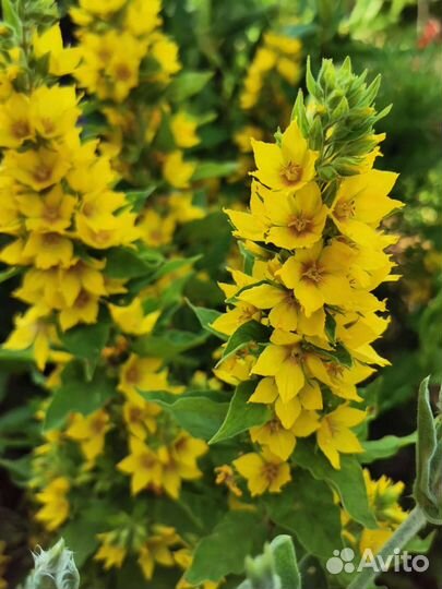 Многолетние растения для сада