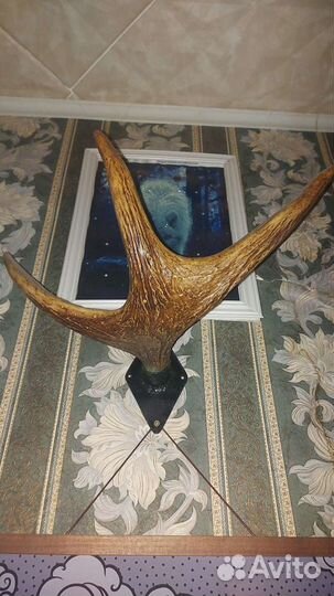 Рога лося и касули