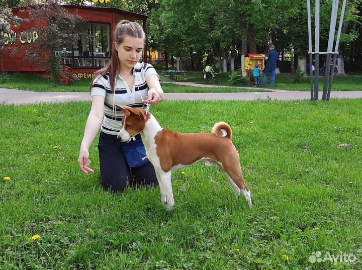 Кобель басенджи