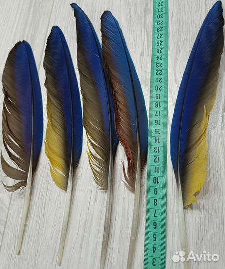 Натуральные перья ара 5 шт