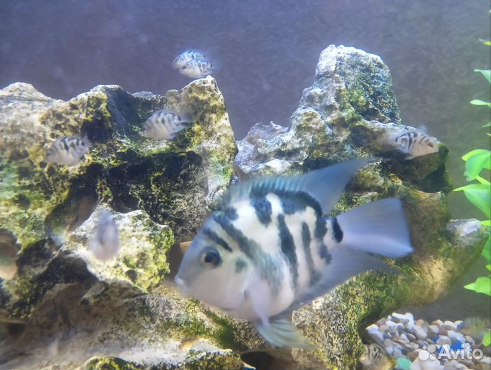 Попугаи сапфировые