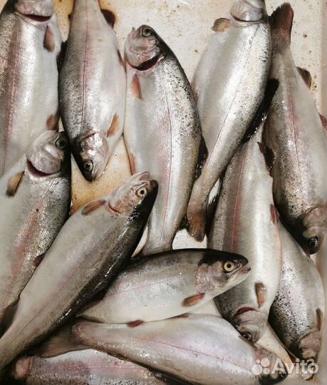 Форель радужная живая