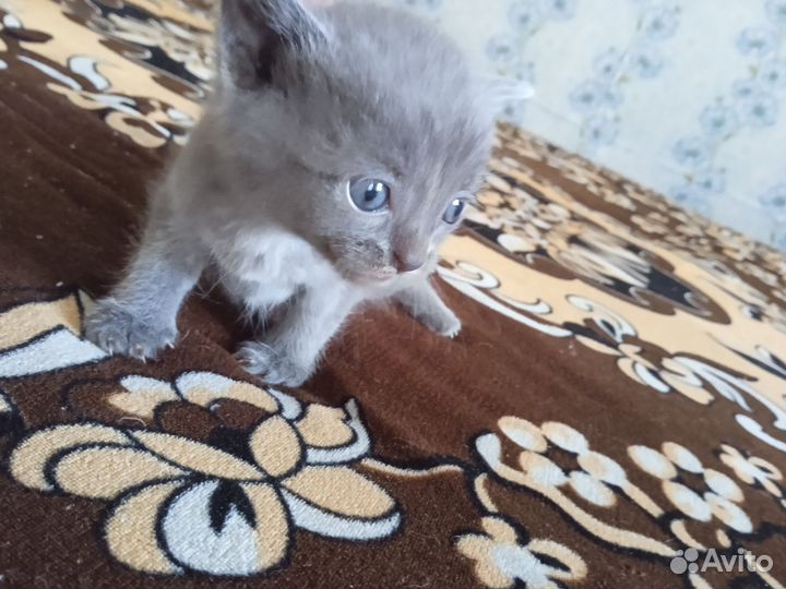 Котята бесплатно