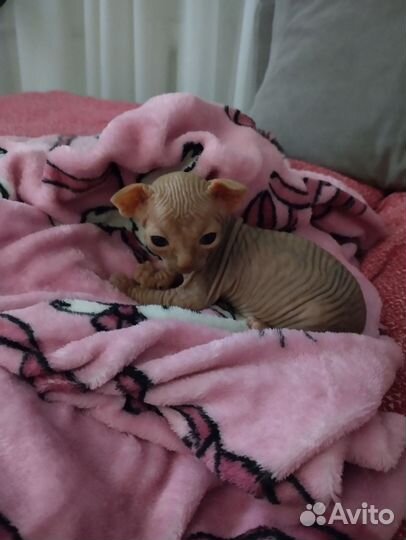 Канадский сфинкс котенок