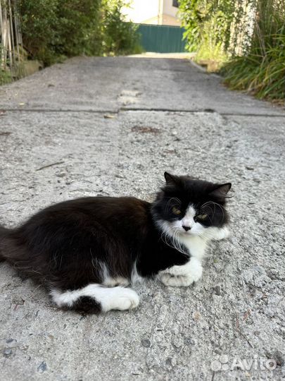 Кошки бесплатно