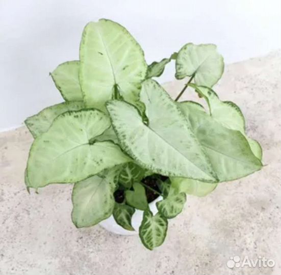 Сингониум Беби Ангел,Конфетти,Пинк Сплеш и другие