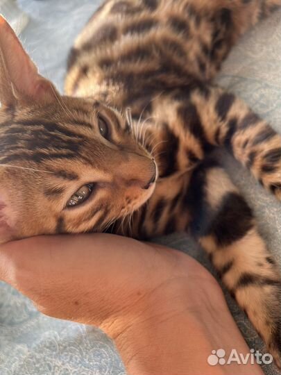 Бенгальские котята