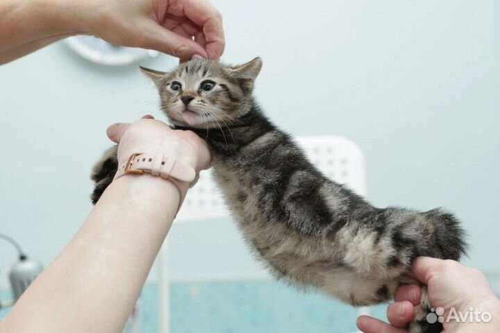 Кошка 2 мес