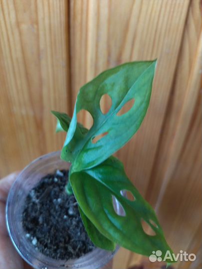 Монстера манки маск