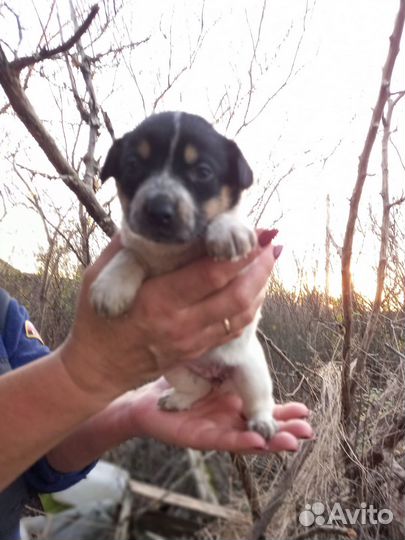 Щенки ищут дом