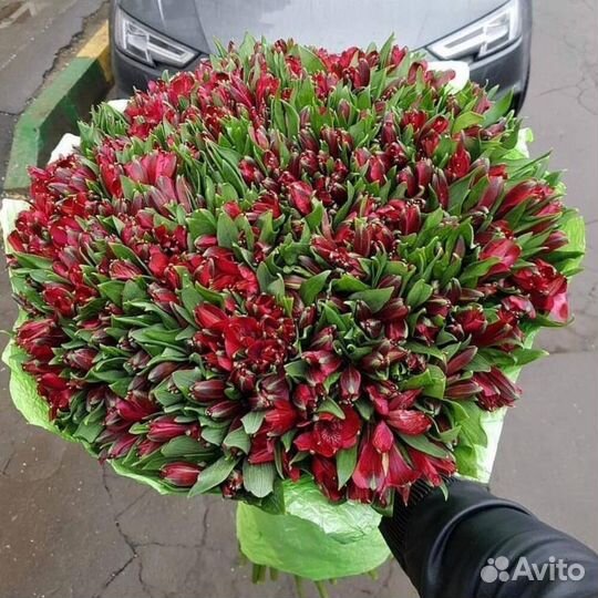 Букет из 101 красной альстромерии