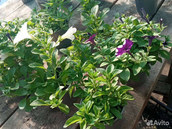 Цветы катарантусы