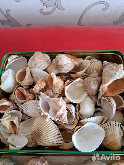 Ракушки морские и камешки