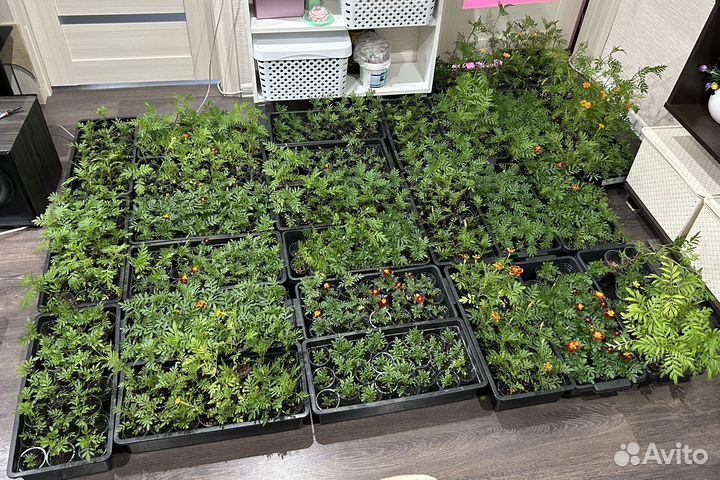 Рассада бархатцев