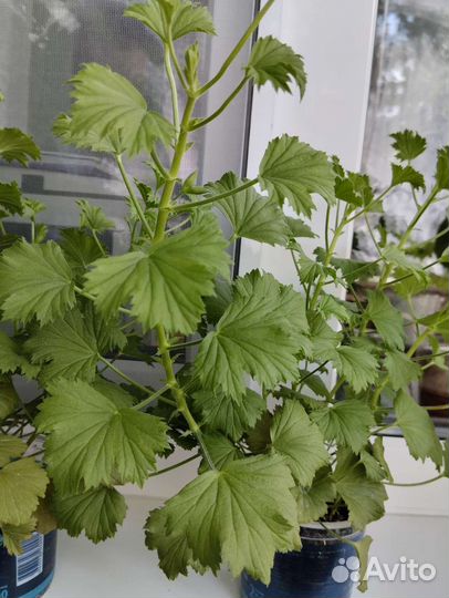 Герань пеларгония королевская