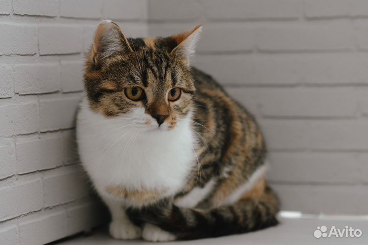 Котенок Рыся в добрые руки