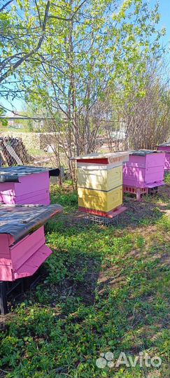 Пчелы бакфаст